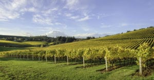 BEautiful vineyards at the best wineries in Willamette Valley