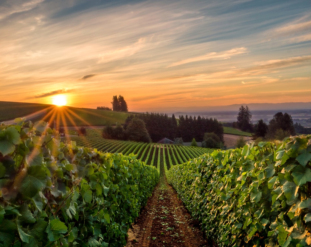 Beautiful vineyard views at sunrise in Willamette Valley Wine country