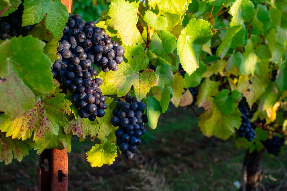 Beautiful vineyards in Oregon while wine tasting in Willamette Valley