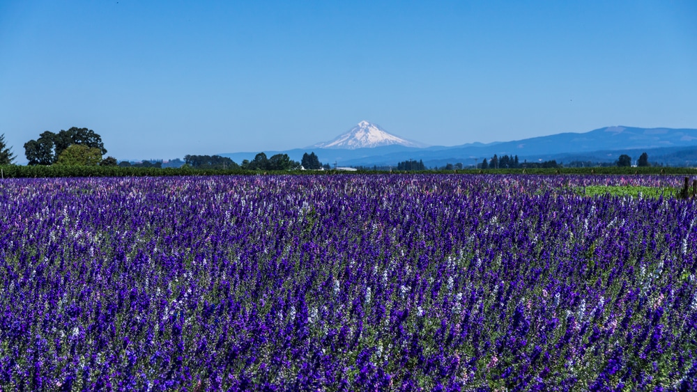 After you've visited the best wineries in the Willamette Valley, make sure to enjoy all the other things to do in the Willamette Valley, like this gorgeous lavender farm overlooking Mount Hood